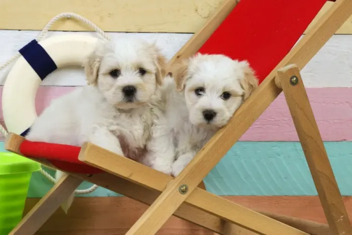Framed Print : Dog. White teddy bear puppies at beach in a deck chair Framed Print : Dog. White teddy bear puppies at beach in a deck chair