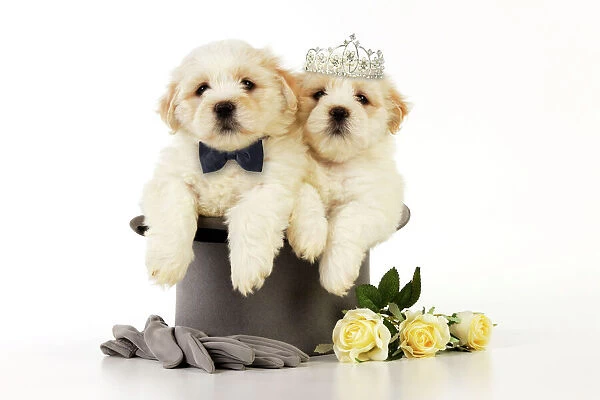 Dog. White teddy bear puppies sitting in a top hat wearing a bow tie & tiara. Digital Manipulation: Bow tie & tiara JD