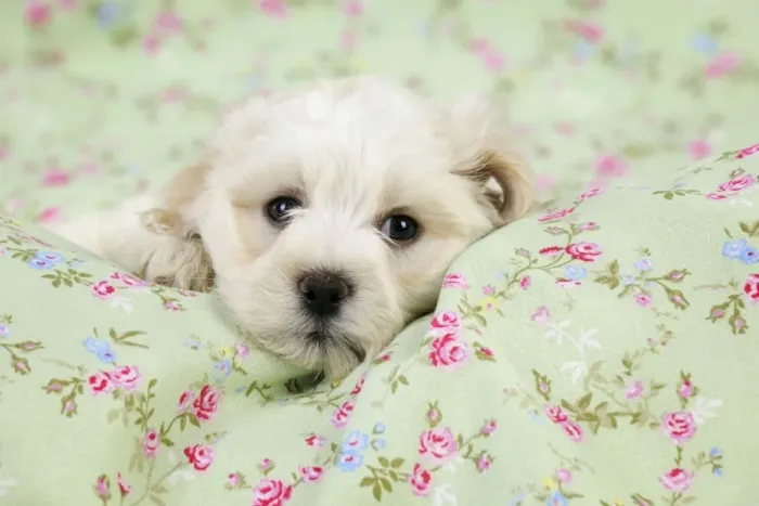 Framed Print : Dog. White teddy bear puppy