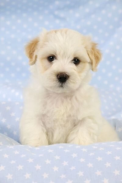Dog. White teddy bear puppy