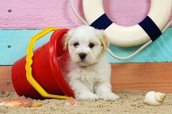 Dog. White teddy bear puppy at the beach in a bucket