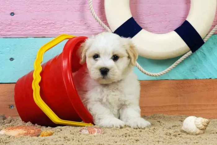 Framed Print : Dog. White teddy bear puppy at the beach in a bucket Framed Print : Dog. White teddy bear puppy at the beach in a bucket