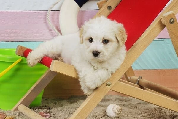 Dog. White teddy bear puppy at beach in a deck chair