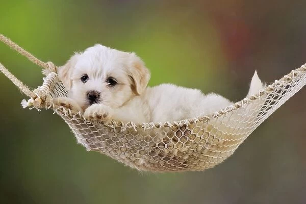 Dog. White teddy bear puppy in a hammock