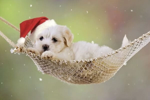Dog. White teddy bear puppy in a hammock wearing Christmas hat. Digital Manipulation: Hat (JD). falling snow & lightened background