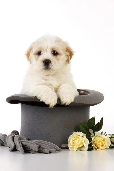 Dog. White teddy bear puppy sitting in a top hat