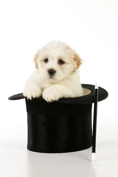 Dog. White teddy bear puppy sitting in a top hat with a magic wand