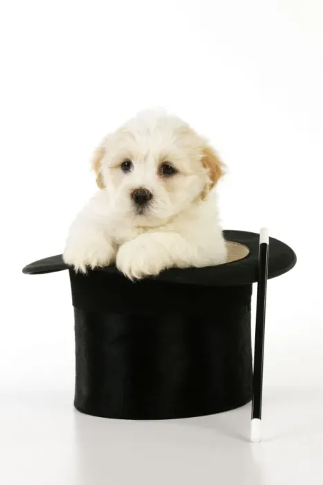 Framed Print : Dog. White teddy bear puppy sitting in a top hat with a magic wand Framed Print : Dog. White teddy bear puppy sitting in a top hat with a magic wand