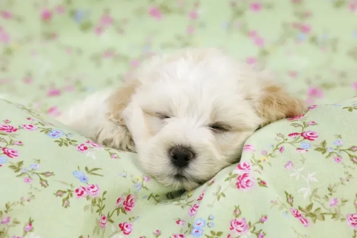 Framed Print : Dog. White teddy bear puppy sleeping Framed Print : Dog. White teddy bear puppy sleeping