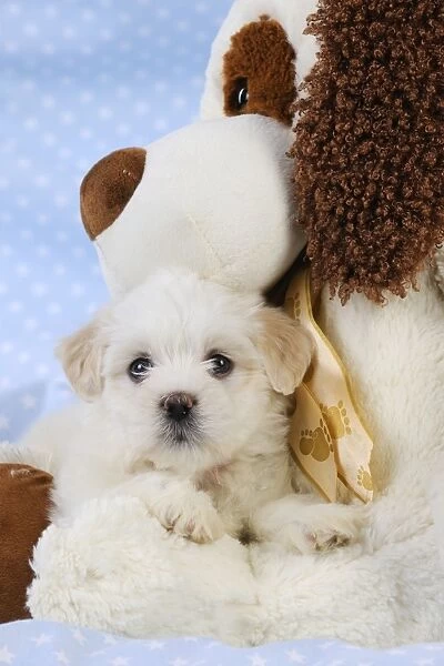 Dog. White teddy bear puppy with a teddy bear