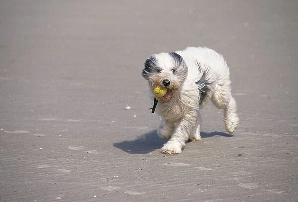 Dog On windy beach