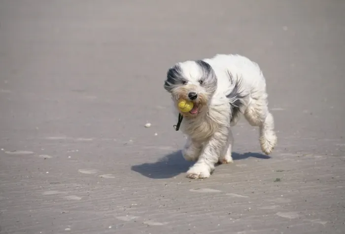 Framed Print : Dog On windy beach Framed Print : Dog On windy beach