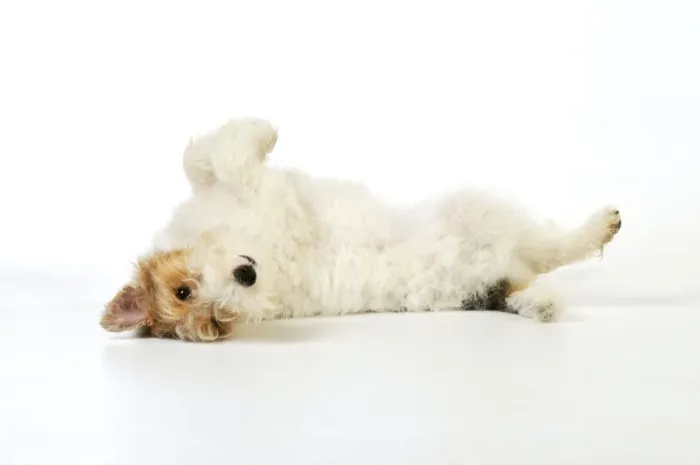 Framed Print : Dog. Wire Fox Terrier laying on back Framed Print : Dog. Wire Fox Terrier laying on back