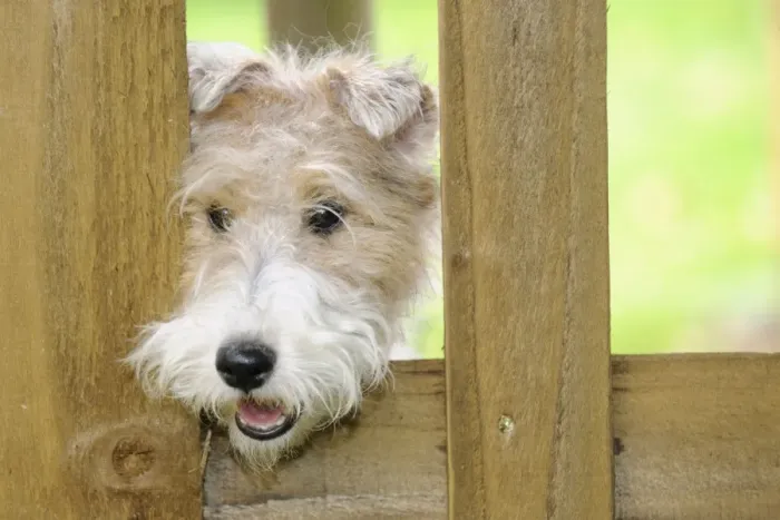 Framed Print : Dog. Wire Fox Terrier looking through fence Framed Print : Dog. Wire Fox Terrier looking through fence