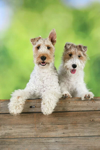 Dog. Wire Fox Terriers looking over wooden fence