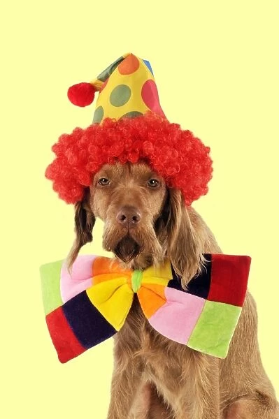 DOG - Wire-haired vizsla wearing clown hat and bow tie Digital Manipulation: colour backgrounf from white to yellow