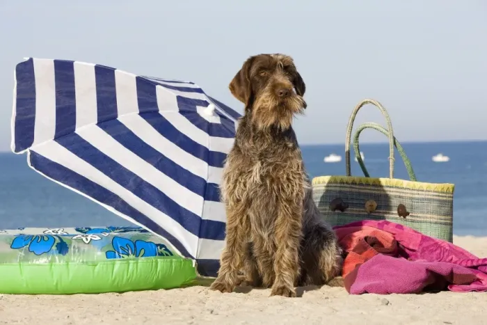 Framed Print : Dog - Wirehaired Pointing / Korthals Griffon - on the beach Framed Print : Dog - Wirehaired Pointing / Korthals Griffon - on the beach