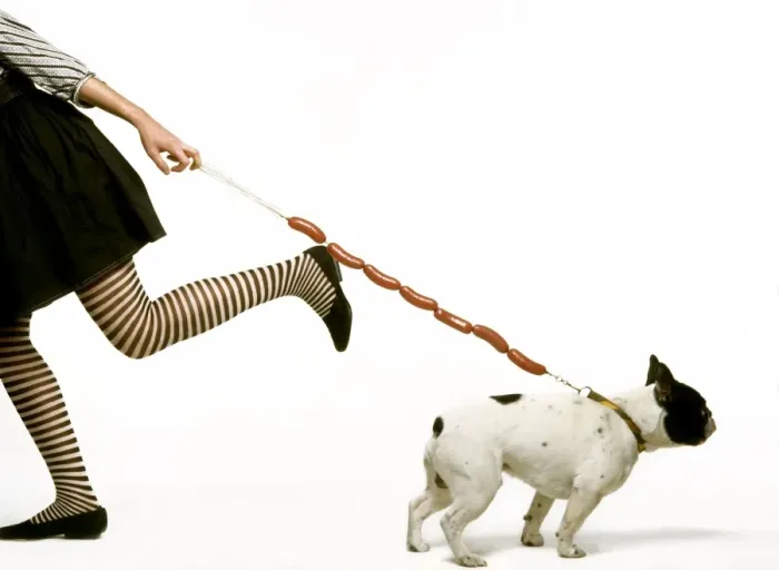 Framed Print : Dog - woman pulling dog on sausage lead Framed Print : Dog - woman pulling dog on sausage lead