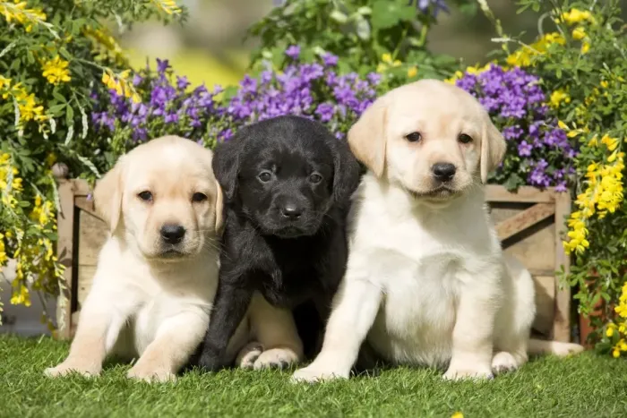 Framed Print : Dog - Yellow and Black Labrador puppies Framed Print : Dog - Yellow and Black Labrador puppies