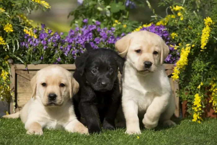 Framed Print : Dog - Yellow and Black Labrador puppies Framed Print : Dog - Yellow and Black Labrador puppies