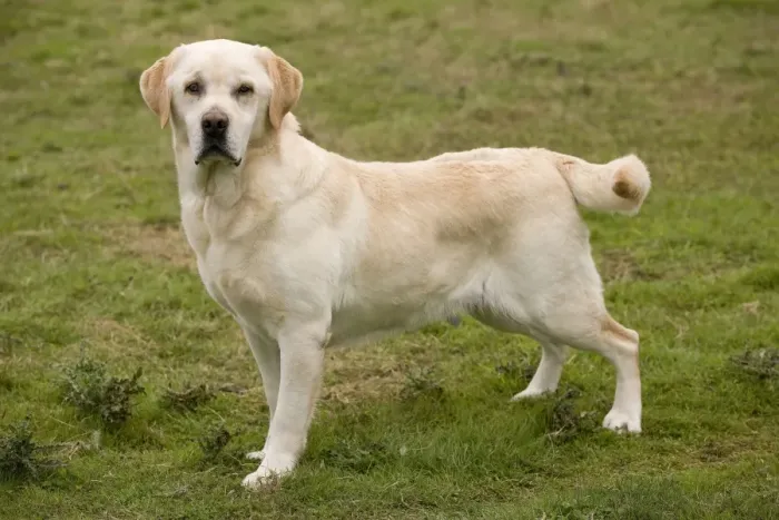 Framed Print : Dog - Yellow Labrador Framed Print : Dog - Yellow Labrador