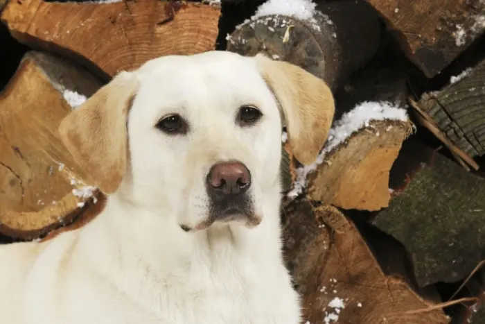 Framed Print : DOG. Yellow labrador in front of logs