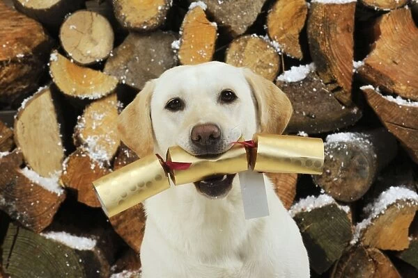 DOG. Yellow labrador in front of logs holding christmas cracker