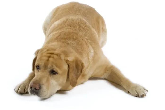 Framed Print : Dog - Yellow Labrador lying down Framed Print : Dog - Yellow Labrador lying down