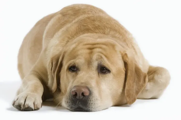 Framed Print : Dog - Yellow Labrador lying down Framed Print : Dog - Yellow Labrador lying down