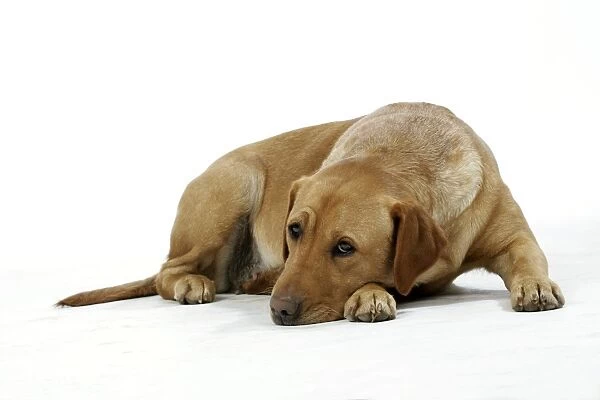 Dog - Yellow Labrador - lying down