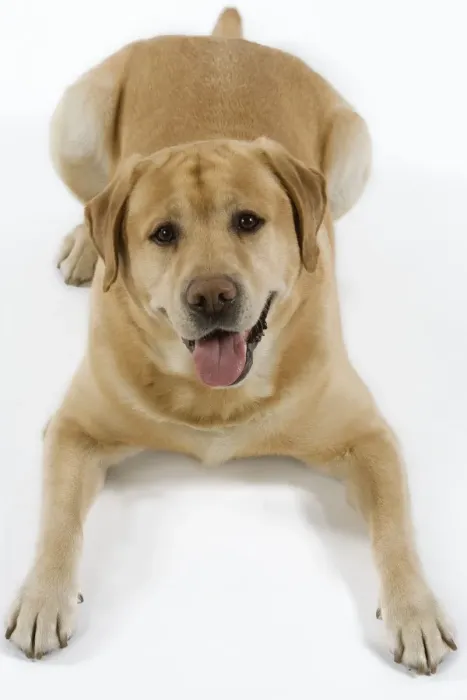 Framed Print : Dog - Yellow Labrador lying down with tongue sticking out Framed Print : Dog - Yellow Labrador lying down with tongue sticking out