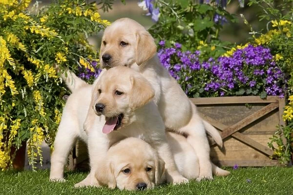 Dog - Yellow Labrador puppies
