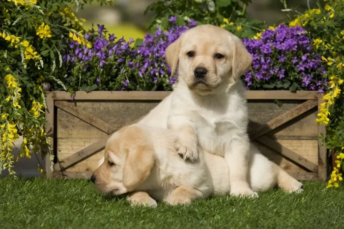 Framed Print : Dog - Yellow Labrador puppies Framed Print : Dog - Yellow Labrador puppies