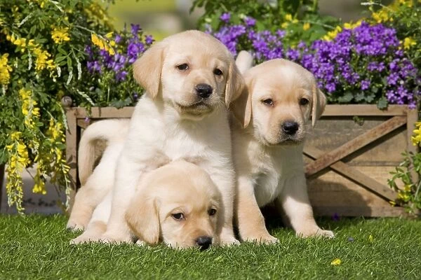 Dog - Yellow Labrador puppies