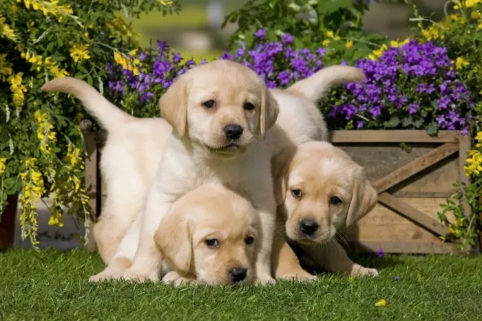 Framed Print : Dog - Yellow Labrador puppies Framed Print : Dog - Yellow Labrador puppies