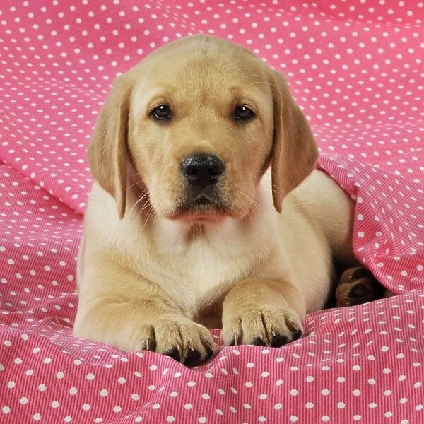 DOG. Yellow Labrador puppy (8 weeks old ) on red spotted background