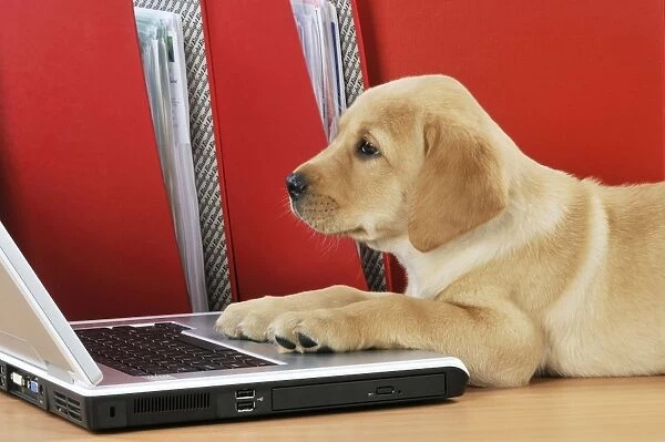 DOG. Yellow Labrador puppy (8 weeks old ) on a laptop computer