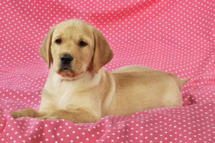 Framed Print : DOG. Yellow Labrador puppy (8 weeks old ) on red spotted background Framed Print : DOG. Yellow Labrador puppy (8 weeks old ) on red spotted background