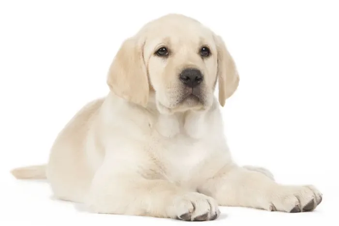 Framed Print : Dog - Yellow Labrador puppy Framed Print : Dog - Yellow Labrador puppy
