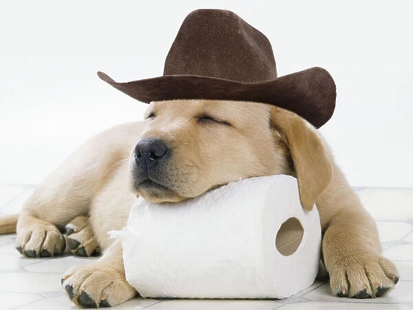 DOG - Yellow labrador puppy asleep on toilet roll wearing a cowboy hat