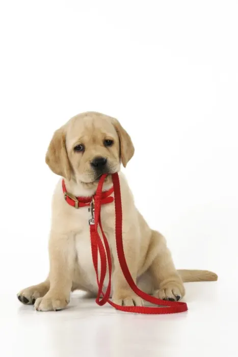 Framed Print : DOG. Yellow labrador puppy holding its own lead Framed Print : DOG. Yellow labrador puppy holding its own lead