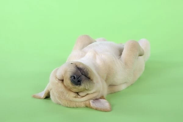 DOG. Yellow labrador puppy laying on back