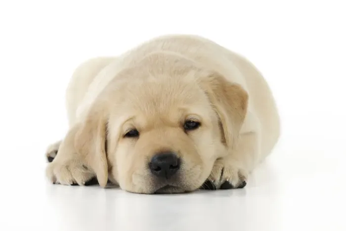 Framed Print : DOG. Yellow labrador puppy laying down Framed Print : DOG. Yellow labrador puppy laying down