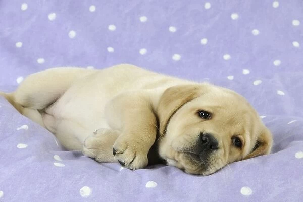 DOG. Yellow labrador puppy laying down on its side