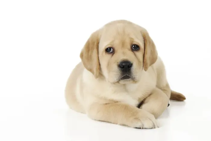 Framed Print : DOG. Yellow labrador puppy laying down Framed Print : DOG. Yellow labrador puppy laying down