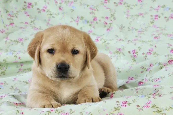 Framed Print : DOG. Yellow labrador puppy laying on blanket Framed Print : DOG. Yellow labrador puppy laying on blanket