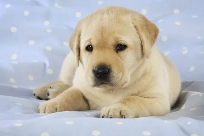Framed Print : DOG. Yellow labrador puppy laying on blanket Framed Print : DOG. Yellow labrador puppy laying on blanket