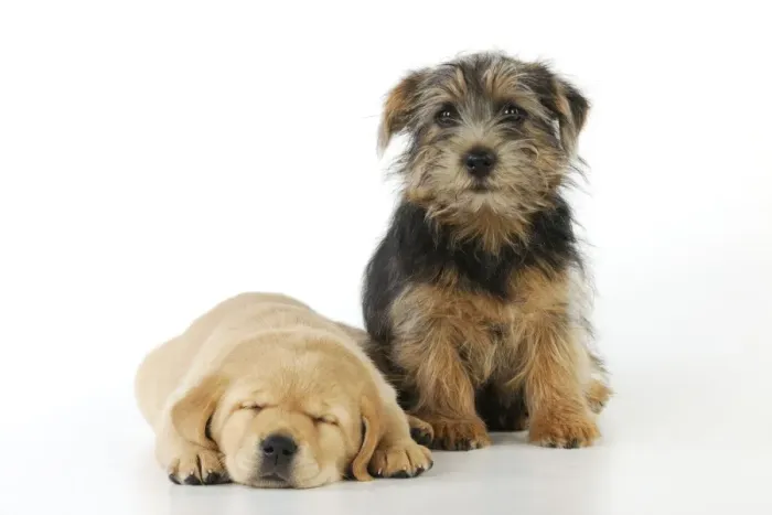 Framed Print : DOG. Yellow labrador puppy laying next to norfolk terrier puppy sitting Framed Print : DOG. Yellow labrador puppy laying next to norfolk terrier puppy sitting
