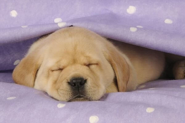 DOG. Yellow labrador puppy laying under a purple blanket