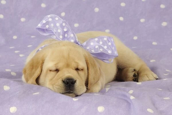 DOG. Yellow labrador puppy laying down with purple bow around its neck